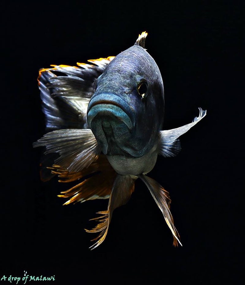 Nimbochromis livingstonii